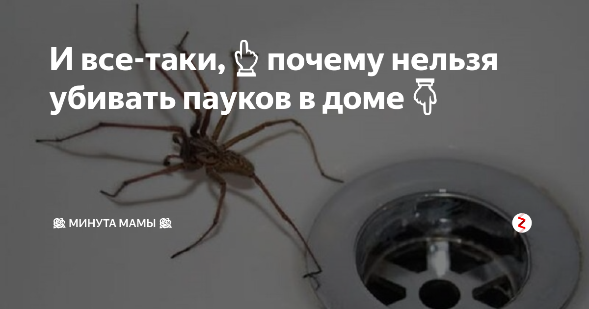 Почему нельзя убивать пауков в доме: приметы - delfi