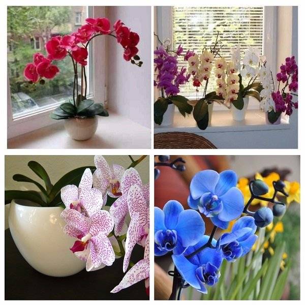 Узнайте, какие искусственные цветы можно ставить дома, и приметы, с ними связанные
