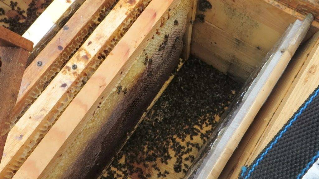 Особенности содержания пчел в ульях ппу