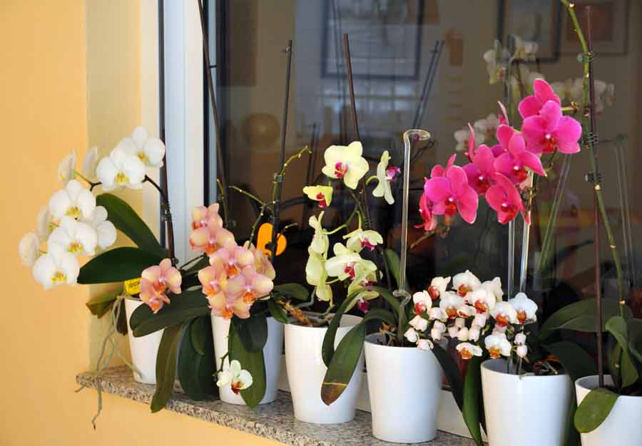 Можно ли дома держать искусственные цветы и сухоцветы: приметы и суеверия, связанные с подарками или декором