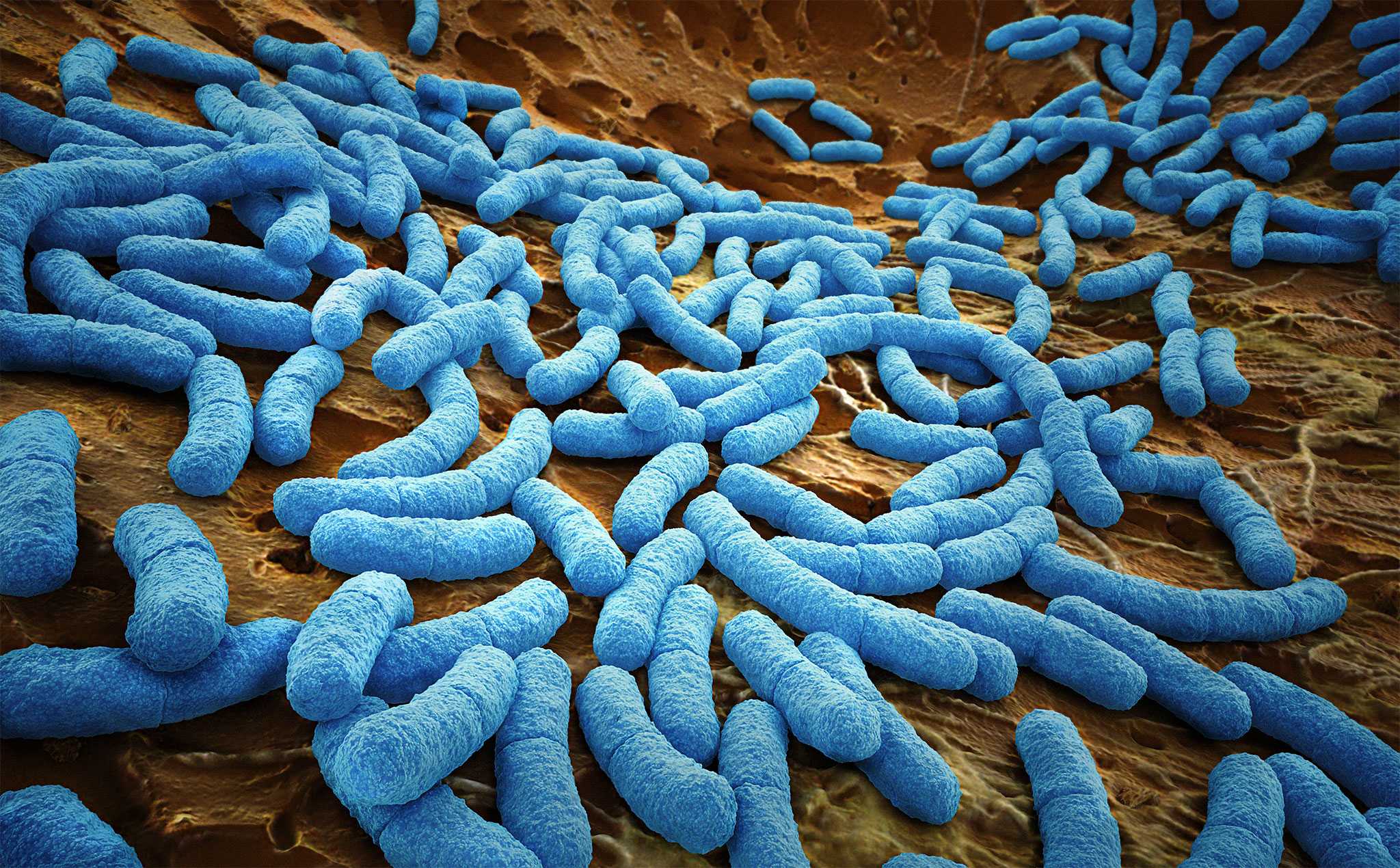 Что такое микробы: о видах, среде обитания и уничтожении микробов