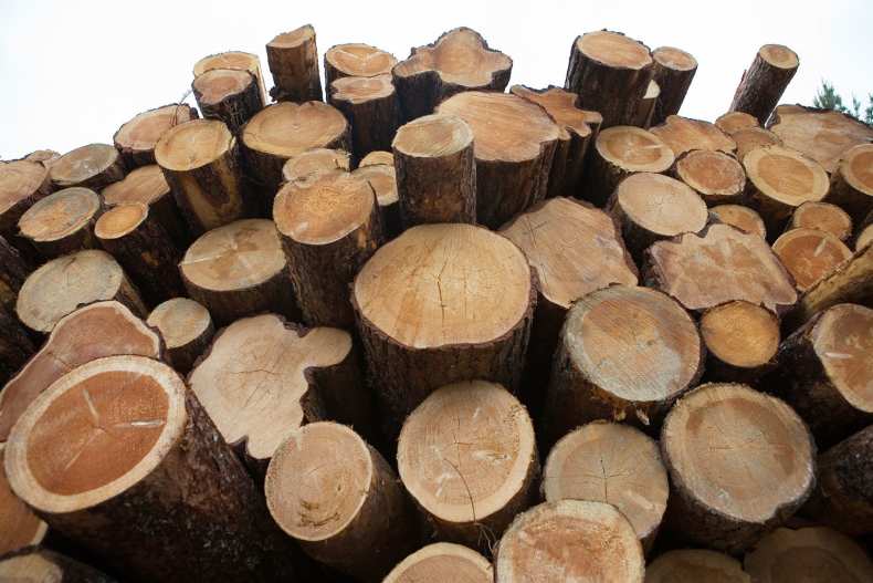 Ценные породы дерева: полный список, характеристики, применение