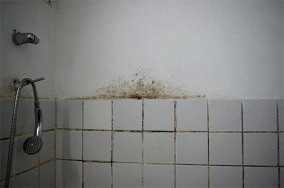 Чем и как избавиться от плесени в ванной в домашних условиях – практические советы, лучшие средства от грибка