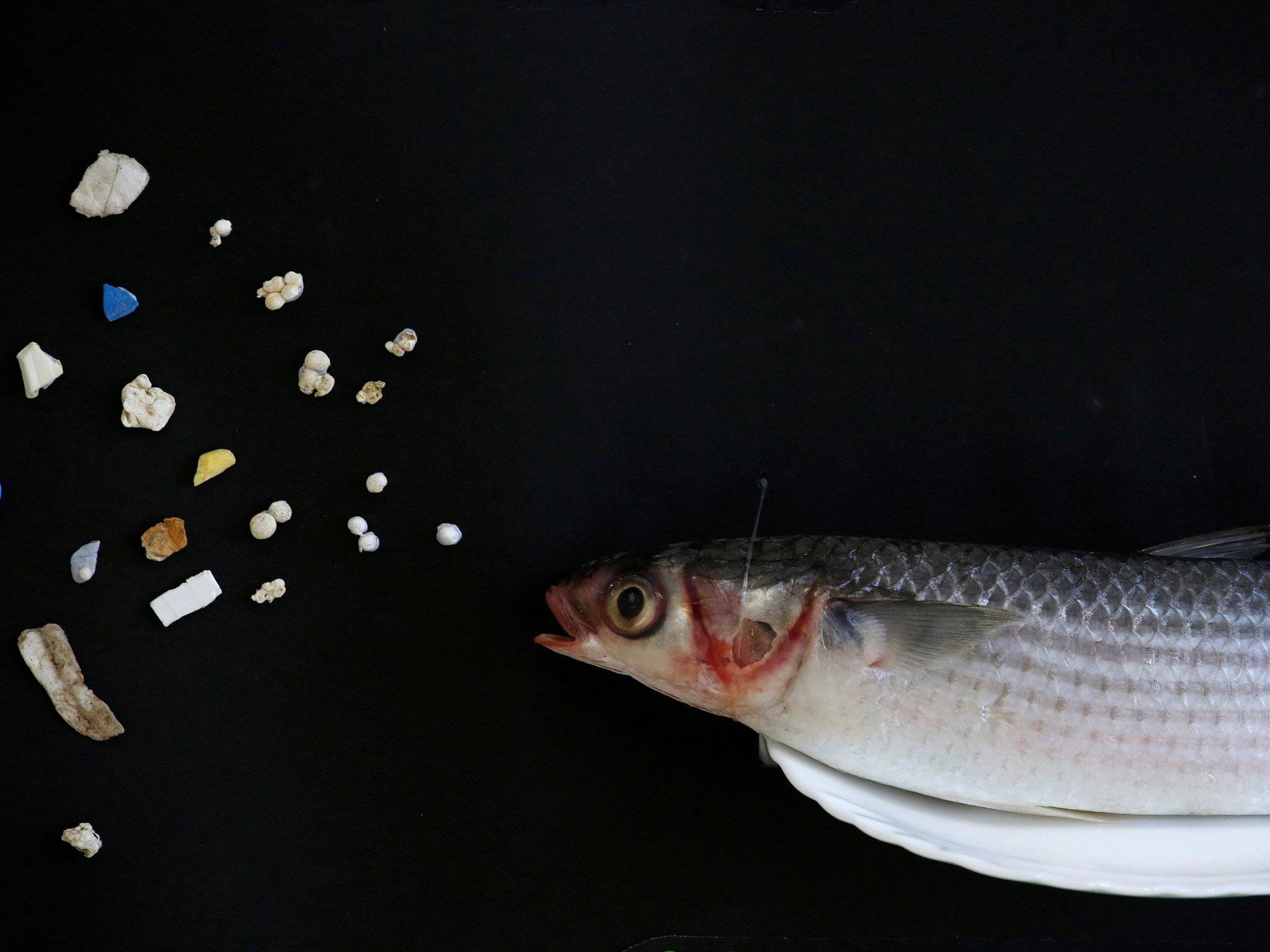 Как пластиковый мусор влияет на здоровье рыб?