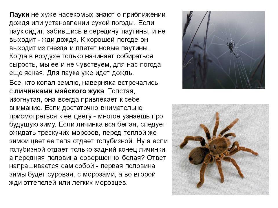 Почему нельзя убивать пауков в доме: приметы и суеверия, что говорят религии, народные поверья