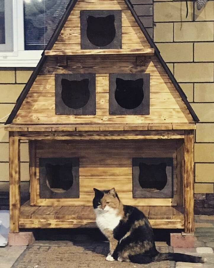 Как помочь перезимовать бездомной кошке на улице — сделать домик для уличной кисы, советы и инструкции