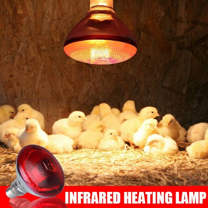 Инфракрасная лампа для курятника: обогрев зимой, польза или вред, какая нужна мощность, сколько ватт