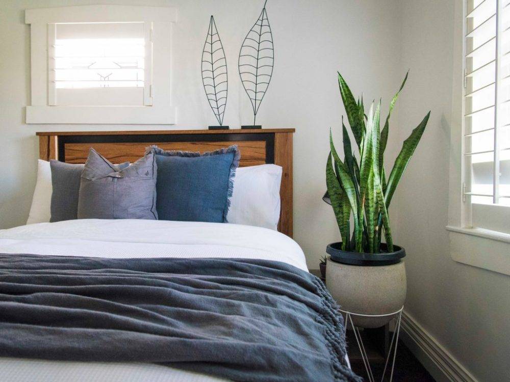 Комнатные цветы для спальни- полезные и вредные растения для спальной комнаты