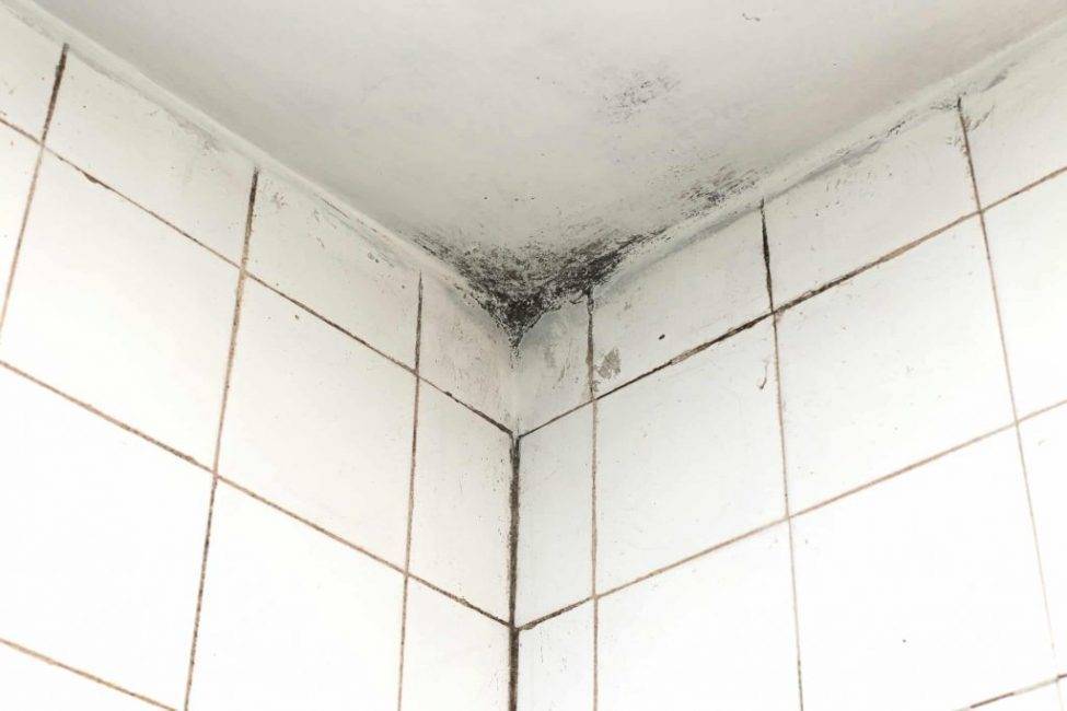 Как избавиться от черной плесени в ванной комнате?