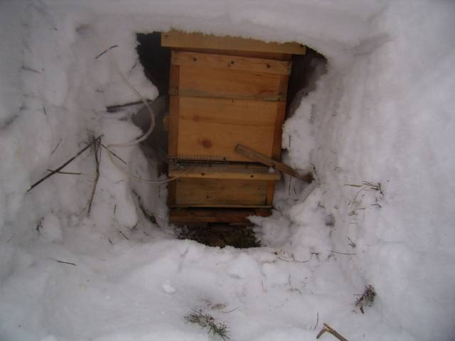 Как правильно подготовить пчел к зимовке?