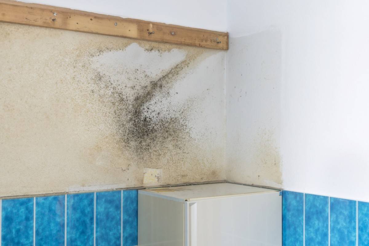 10+ способов: как избавиться от плесени в ванной в домашних условиях