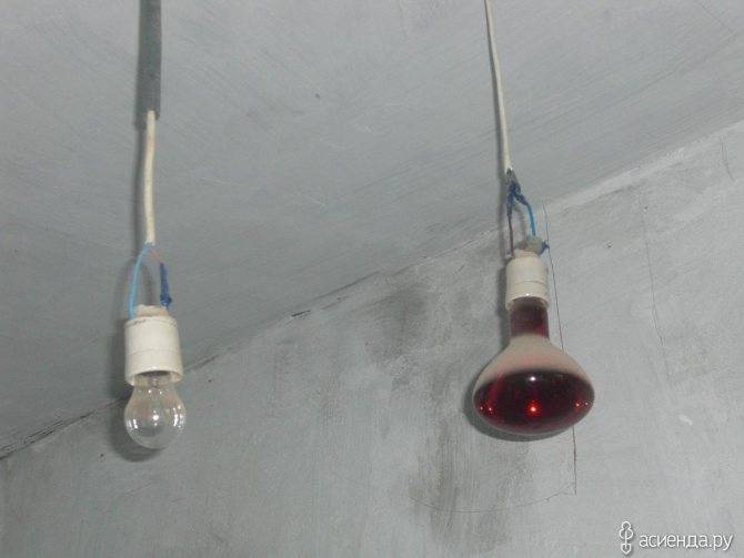 Инфракрасные лампы для обогрева курятника (обогреть): освещение красными лампами, с реле времени, какой мощности нужны
