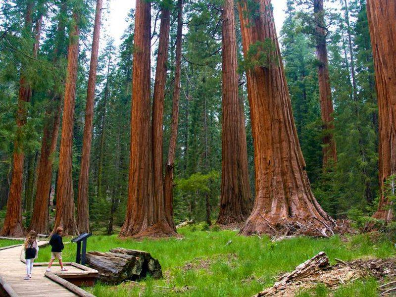 Самые старые деревья на земле. список и описание - 2022 travel times