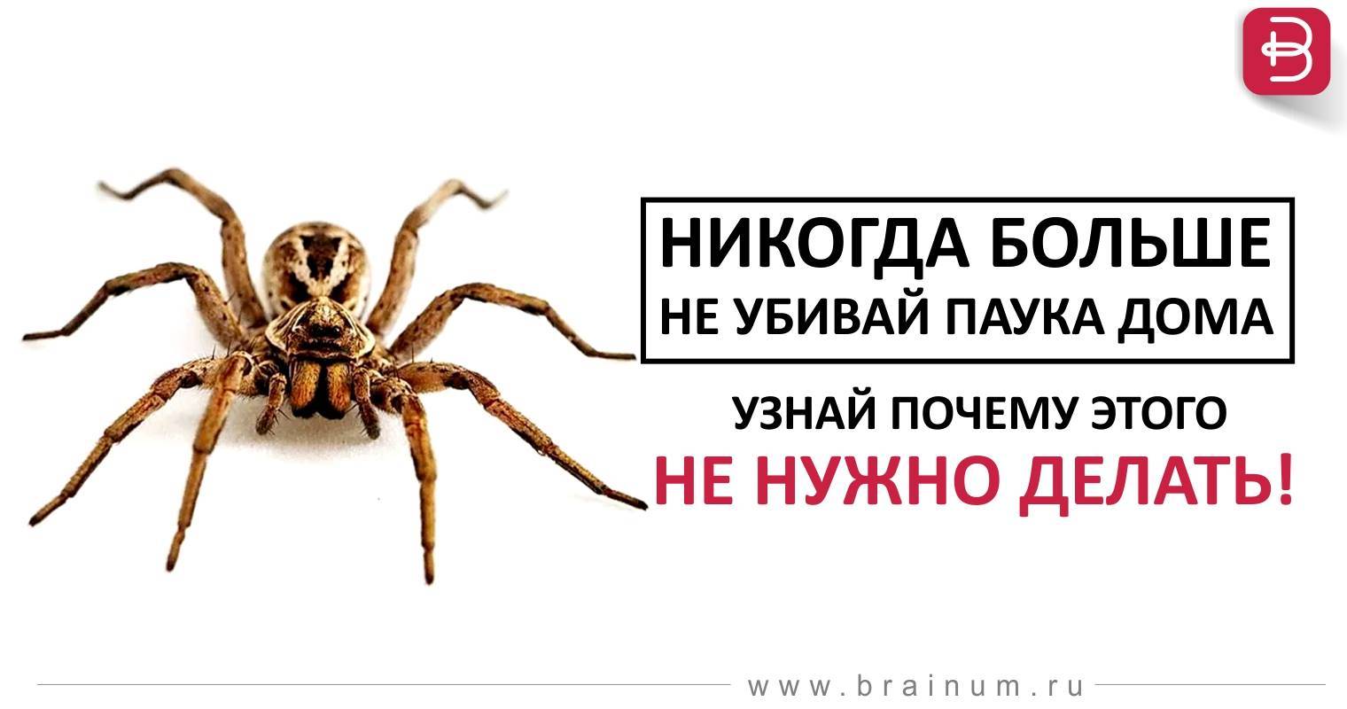 Можно ли убивать пауков в доме или в квартире?