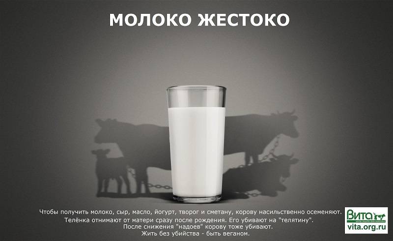 Вредна ли молочная продукция? факты и мифы | развитие личности