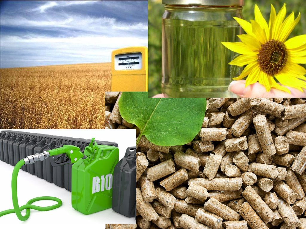 Биотопливо в домашних условиях - мечта или реальная возможность?
